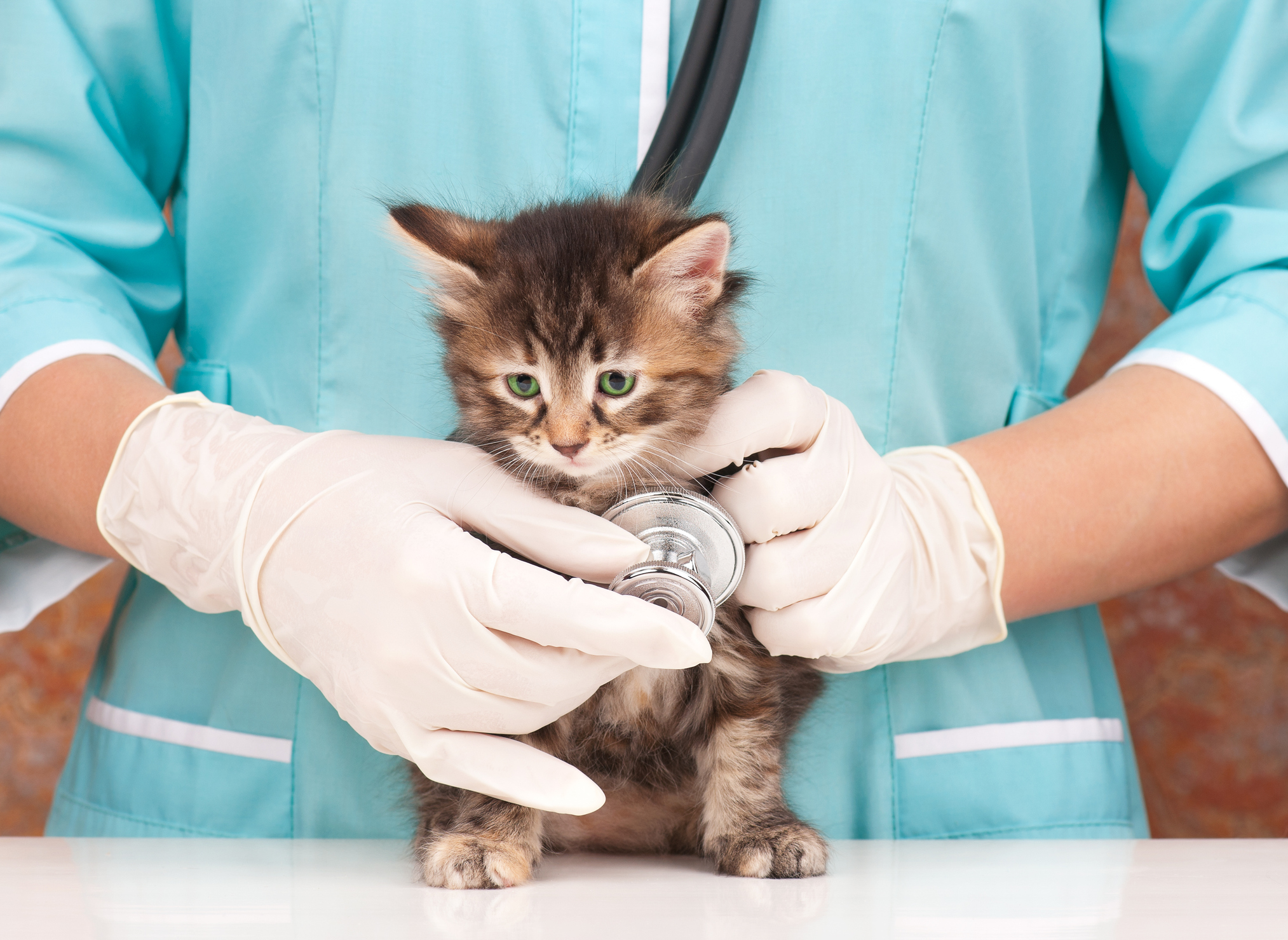 photo: a green-eyed kitten is evaluated by a veterinarian holding a stethescope